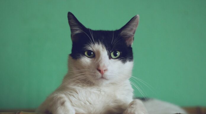 Auditory black and white cat lying on brown bamboo chair inside room
