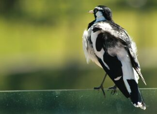 I Must Be Careful What I Leave black and white bird on green metal fence during daytime