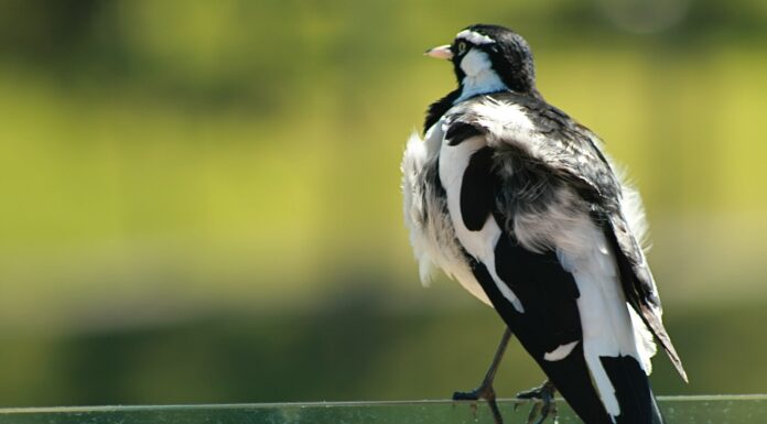 I Must Be Careful What I Leave black and white bird on green metal fence during daytime