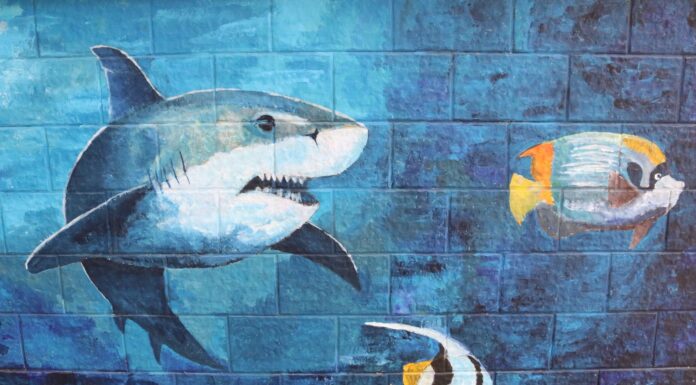 In Defense shark and two fishes wall graffiti
