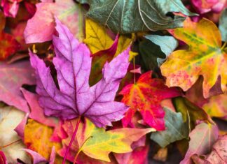 Abscission flat lay photography of purple and red leaves