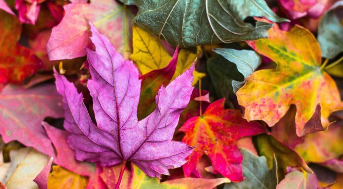 Abscission flat lay photography of purple and red leaves