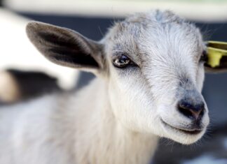 Two goats to the altar close photography of white goat