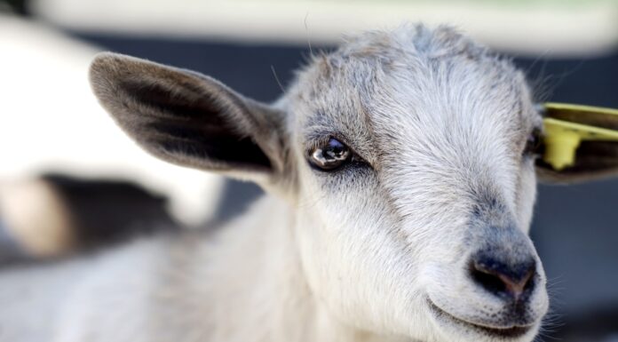 Two goats to the altar close photography of white goat