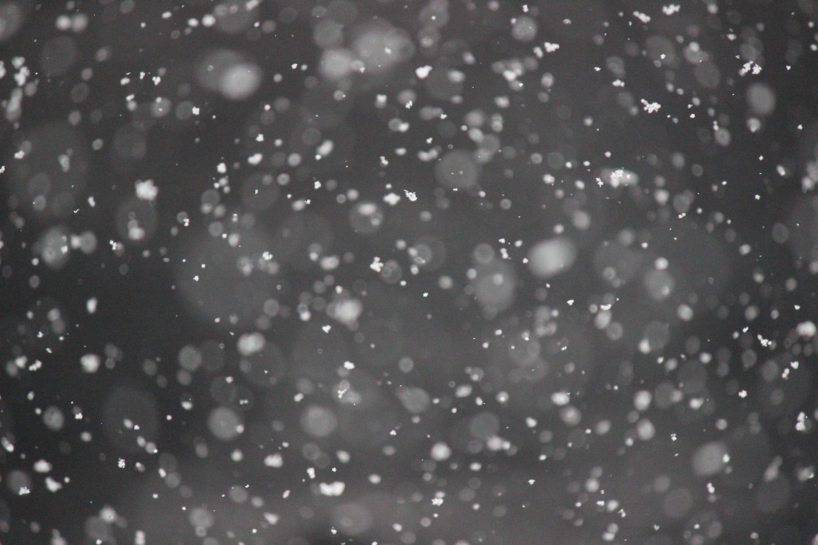 bokeh photography of snows