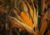 A waltz through the corn fields corncob on plants photograph
