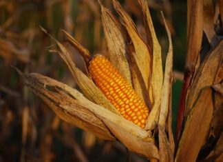 A waltz through the corn fields corncob on plants photograph