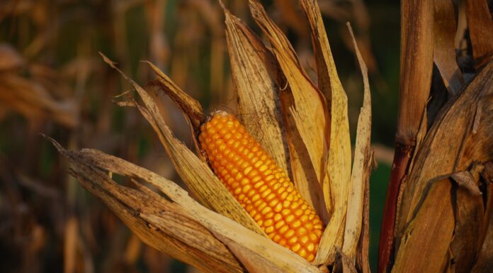A waltz through the corn fields corncob on plants photograph