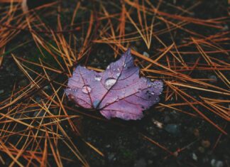 .. red plant leaf with water droplets on the ground