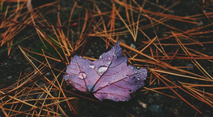 .. red plant leaf with water droplets on the ground
