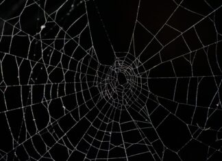 Something Keeps Cutting the Spider’s Web spider web in close up photography