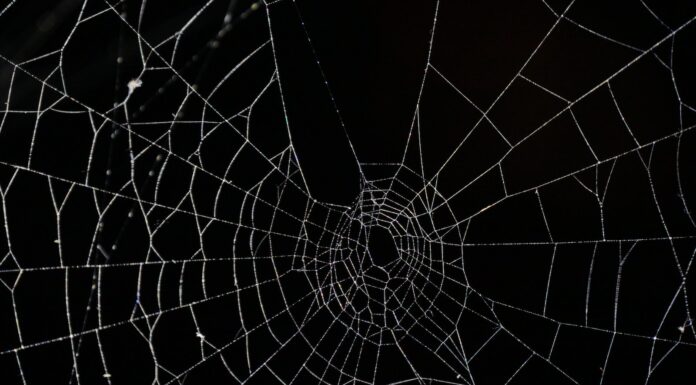 Something Keeps Cutting the Spider’s Web spider web in close up photography