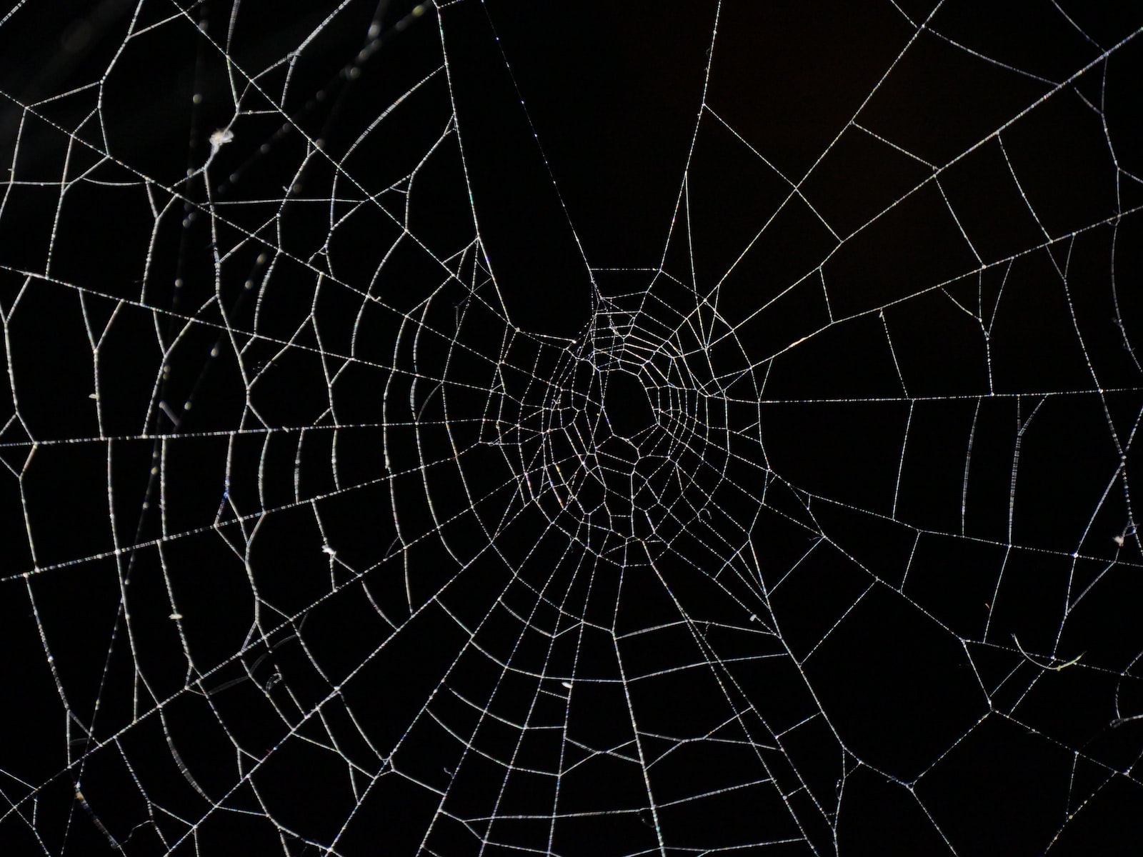 spider web in close up photography