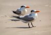 The Beach two white and black birds on white sand during daytime