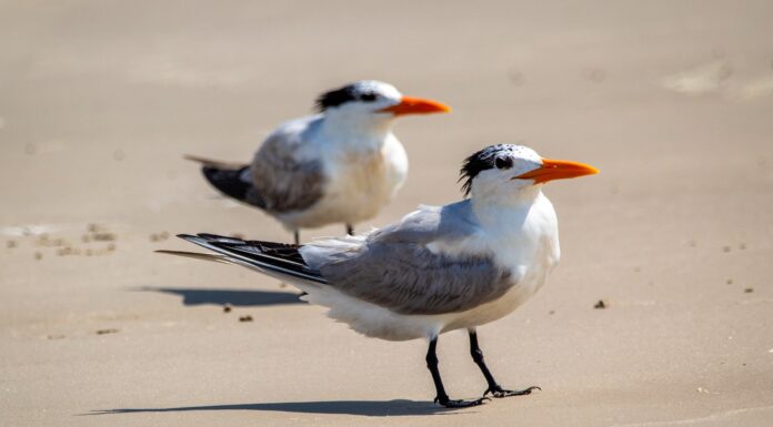 The Beach two white and black birds on white sand during daytime