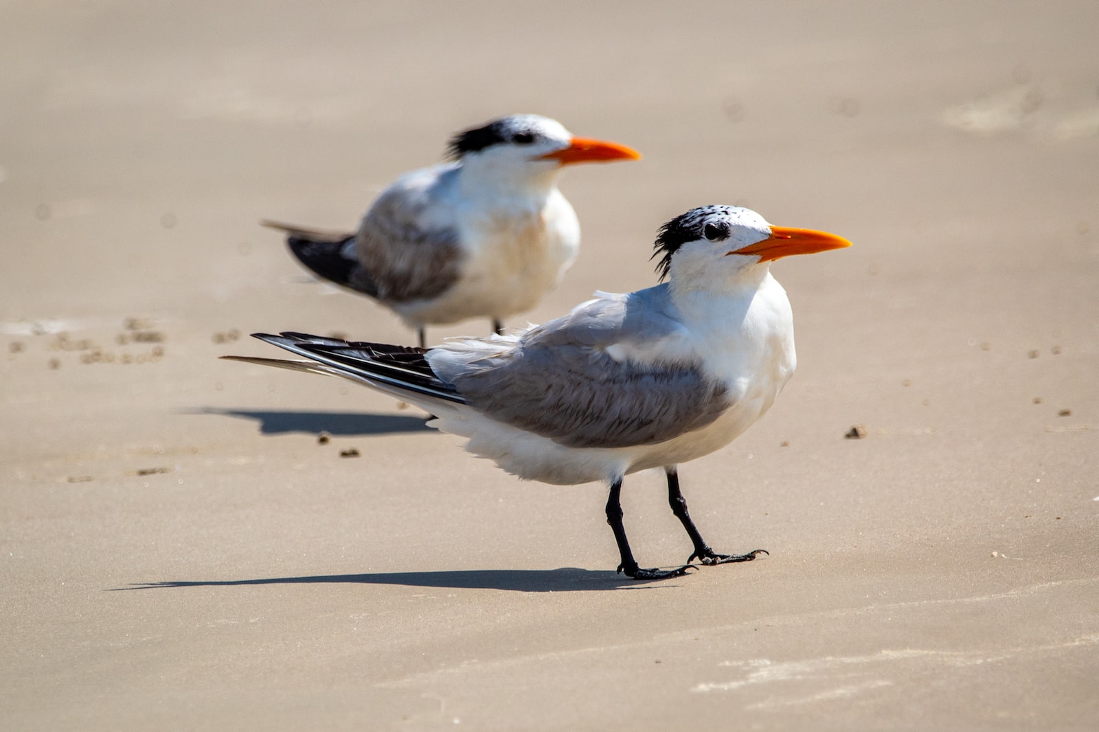 two white and black birds on white sand during daytime