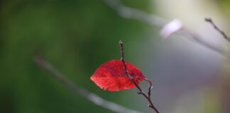 Yes, I know I am dying