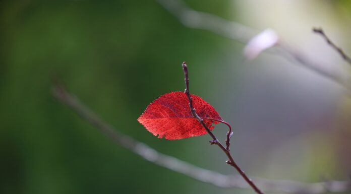 Yes, I know I am dying