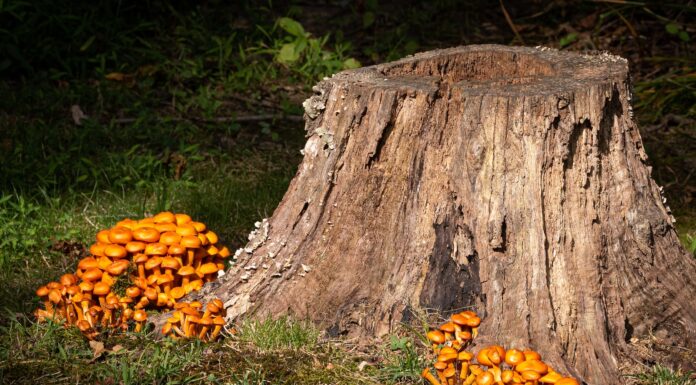 Near Stone Creek a Mile from Imagination brown tree trunk on green grass
