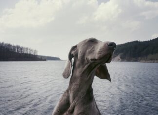 It’s A Good Thing You Are Not Here grayscale photography of short-coated dog