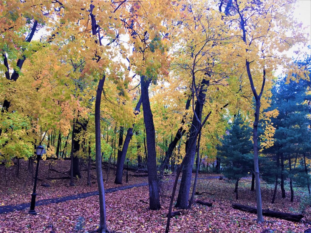 As Yellow as Fall