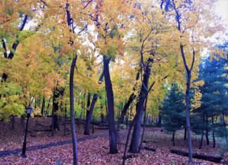 As Yellow as Fall