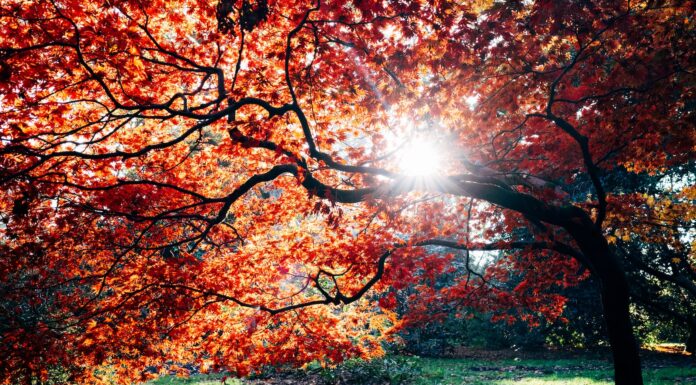 when did you see it coming fall trees beside body of water during daytime