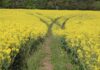 Us yellow flower field during daytime