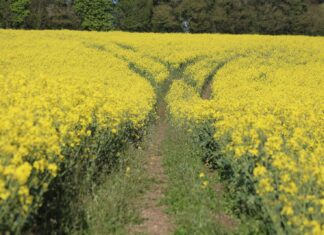 Us yellow flower field during daytime