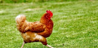 Poultry Competition brown chicken on green grass field during daytime