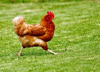 Poultry Competition brown chicken on green grass field during daytime