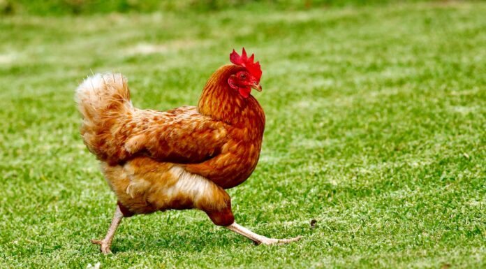 Poultry Competition brown chicken on green grass field during daytime