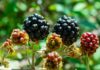 BURNING BLACKBERRY BUSH black and red round fruits
