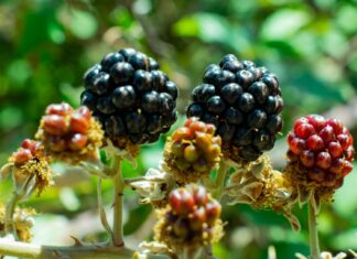 BURNING BLACKBERRY BUSH black and red round fruits