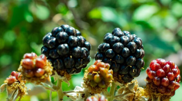 BURNING BLACKBERRY BUSH black and red round fruits