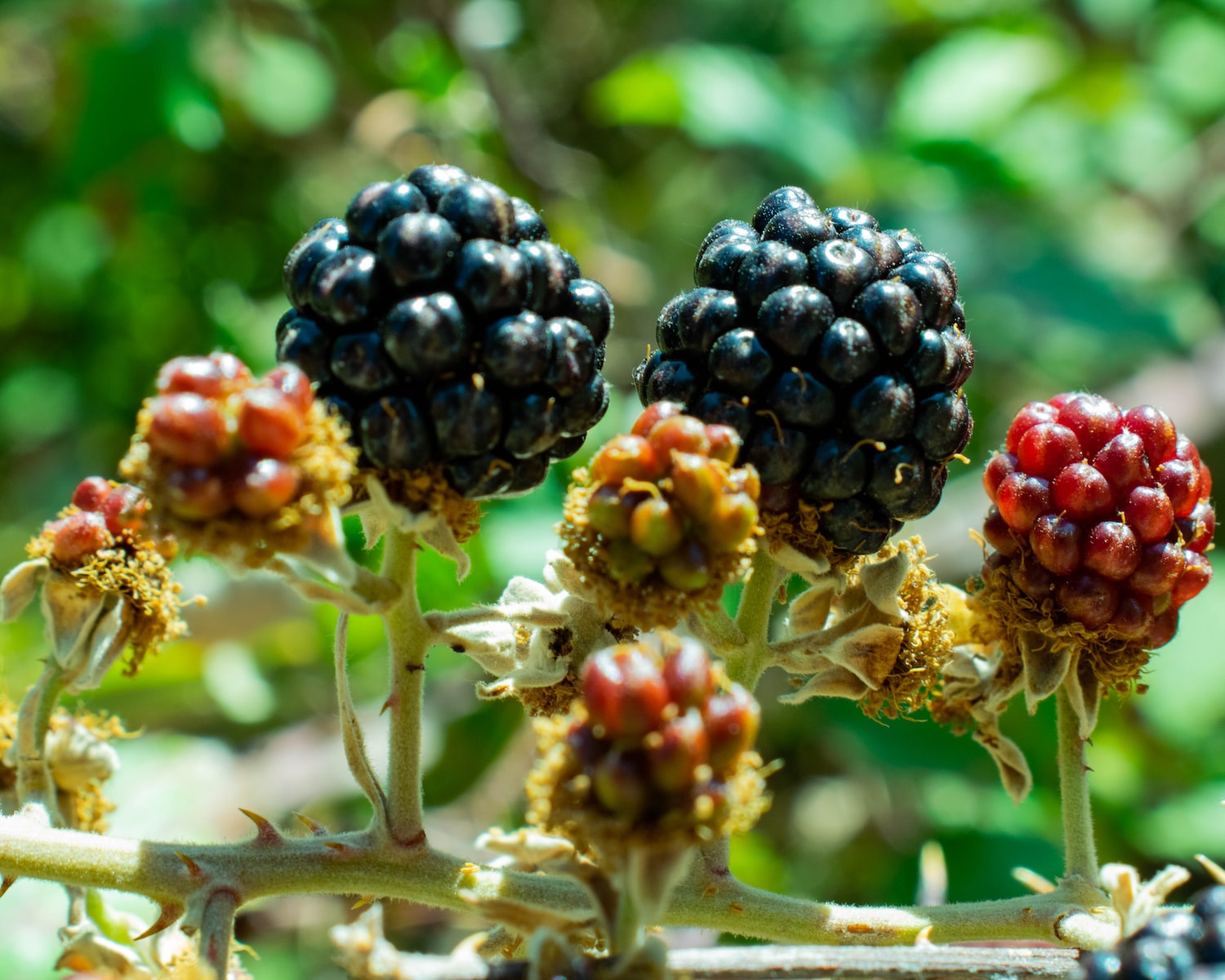 black and red round fruits