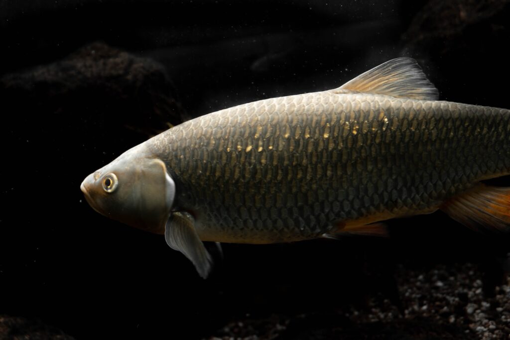 Mississippi Catch and Release
