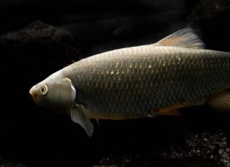 Mississippi Catch and Release gray fish near rock