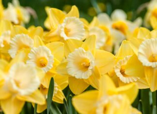 grey goose retrospective (email #12) yellow daffodils in bloom during daytime