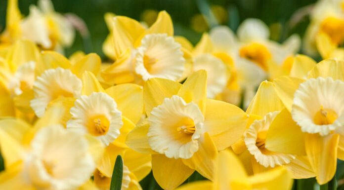 grey goose retrospective (email #12) yellow daffodils in bloom during daytime