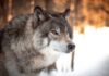 I Fear Nothing More Than Wasting Time white and black wolf in tilt shift lens