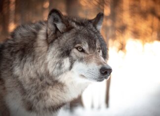 I Fear Nothing More Than Wasting Time white and black wolf in tilt shift lens
