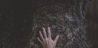 A Touch of Lace person touching the tree's trunk