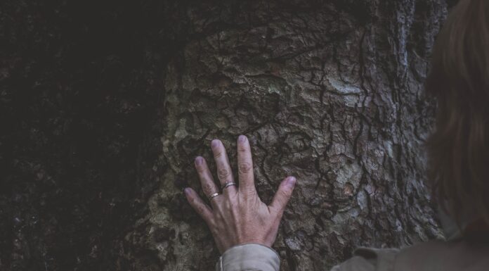 A Touch of Lace person touching the tree's trunk