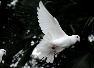 UNFINISHED CONVERSATION WITH GOD two white doves flying