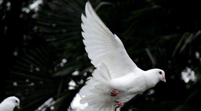UNFINISHED CONVERSATION WITH GOD two white doves flying