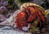 A Familiar Place underwater photography of hermit crab