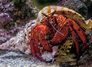 A Familiar Place underwater photography of hermit crab