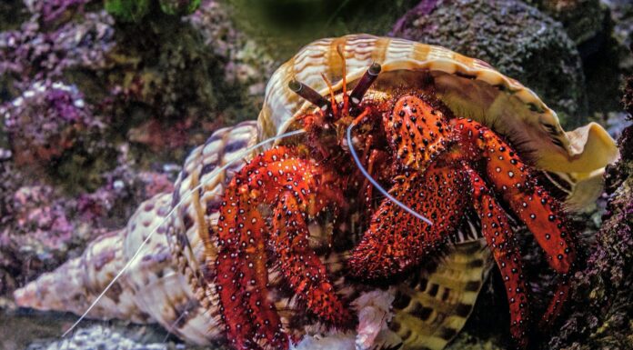 A Familiar Place underwater photography of hermit crab