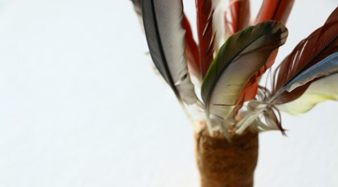 do the dead write poetry? gray and red feathers